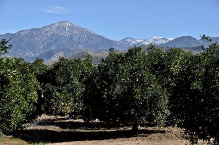 The Last Orange Grove in LA